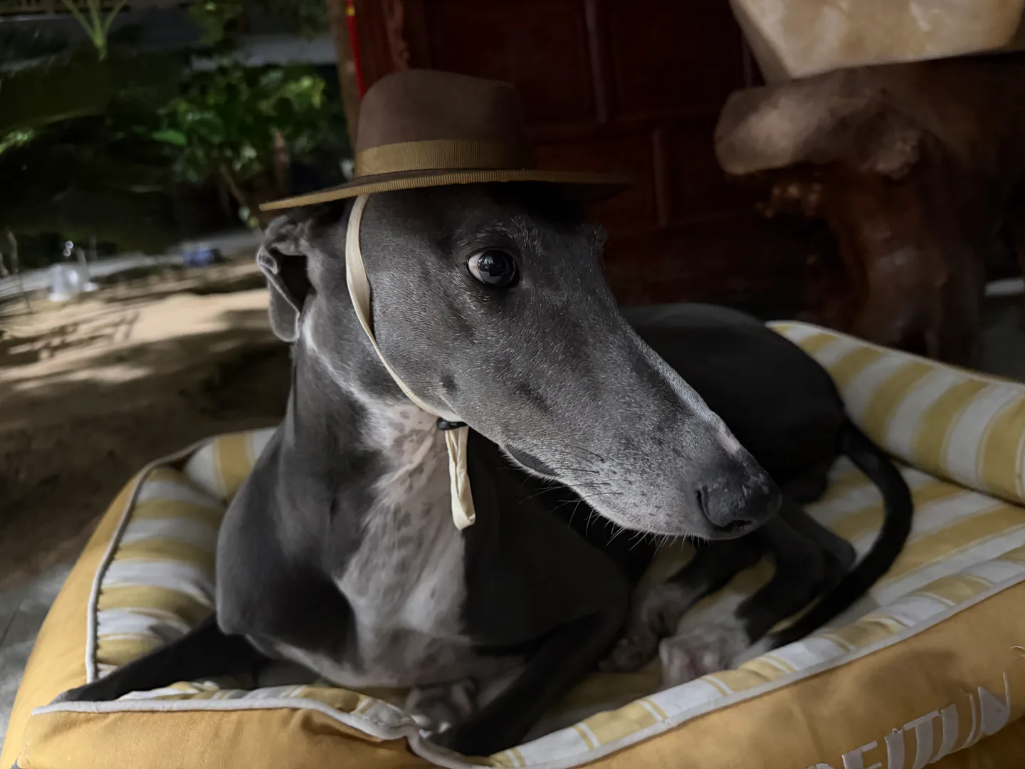 灰色犬只佩戴深色帽饰的生活方式影像